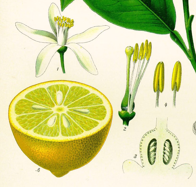 Lemon Detail